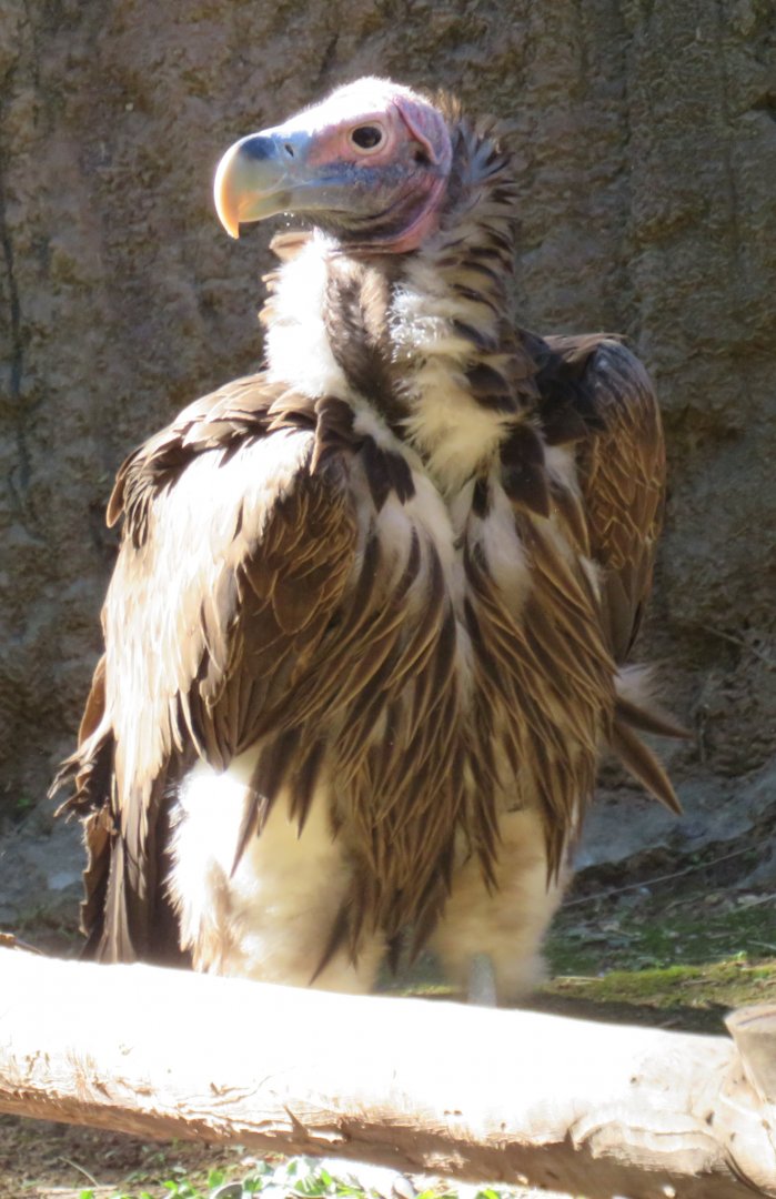 Lappet-faced vulture