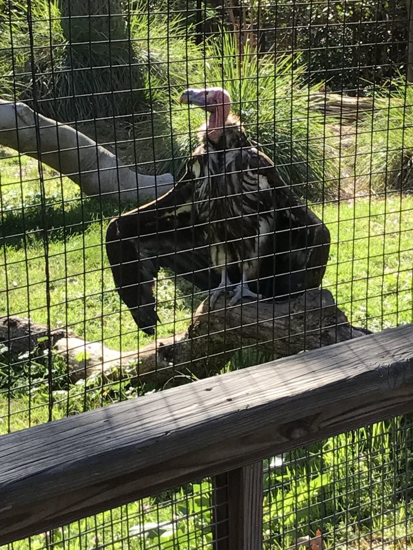 Lappet-faced vulture