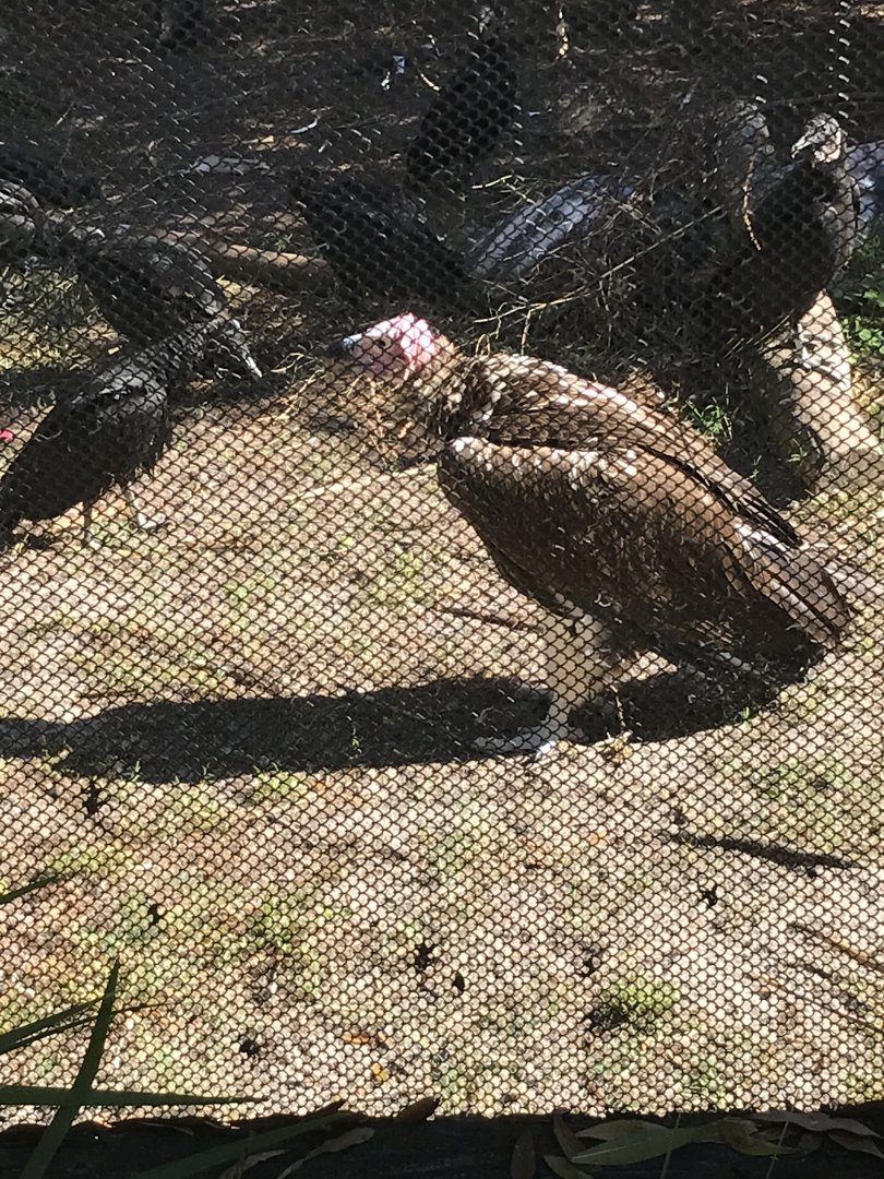 Lappet-faced vulture