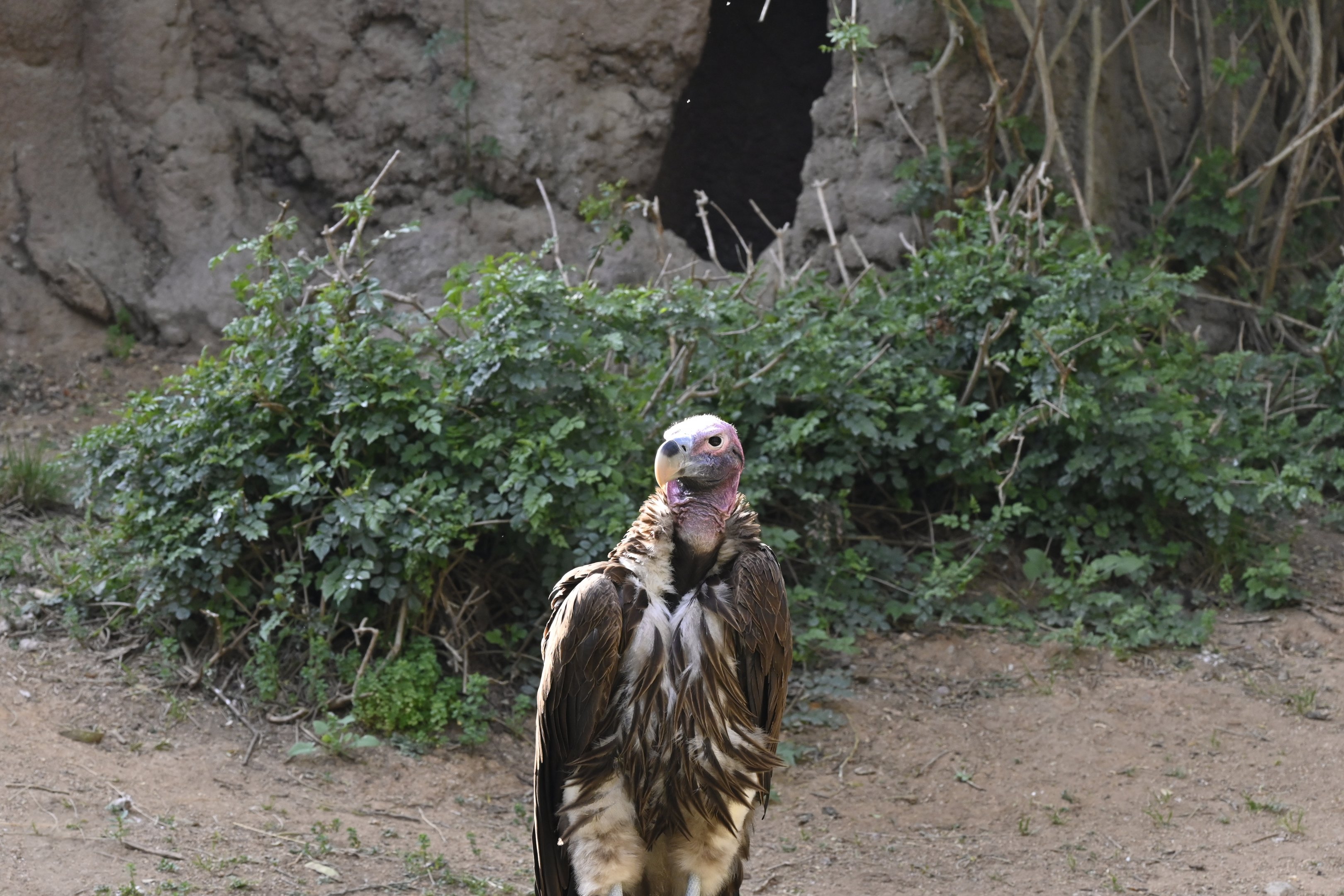 Lappet Faced Vulture
