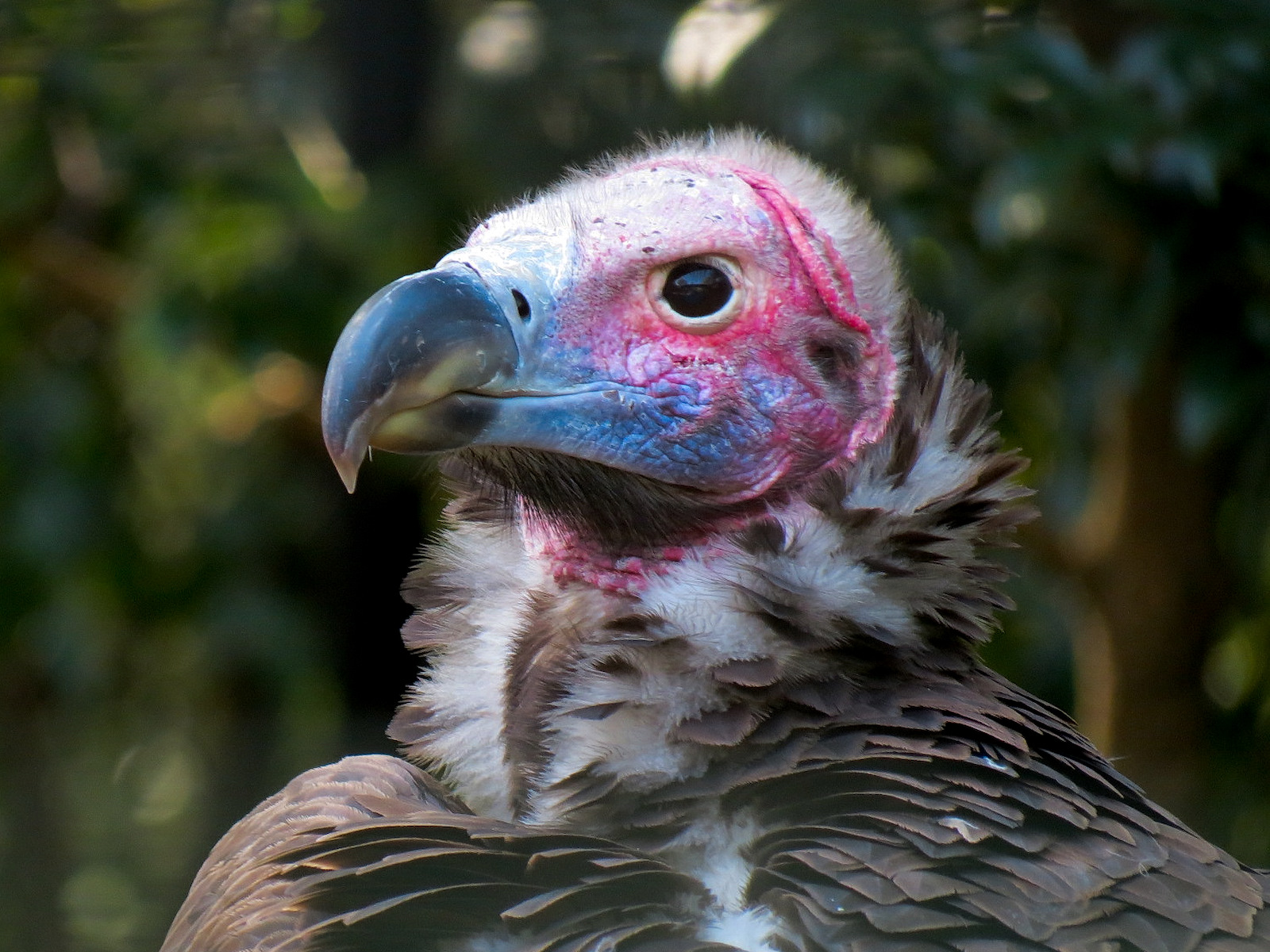 Lappet-faced Vulture