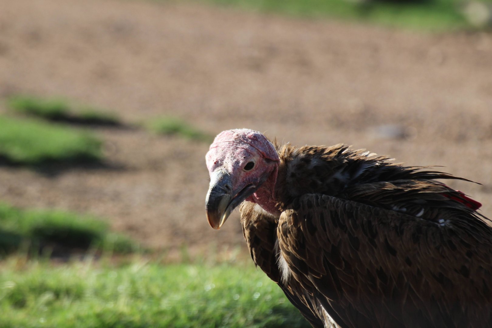 Lappet-faced Vulture