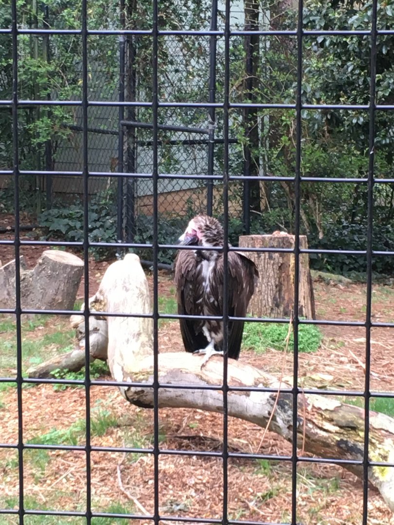 lappet-faced vulture