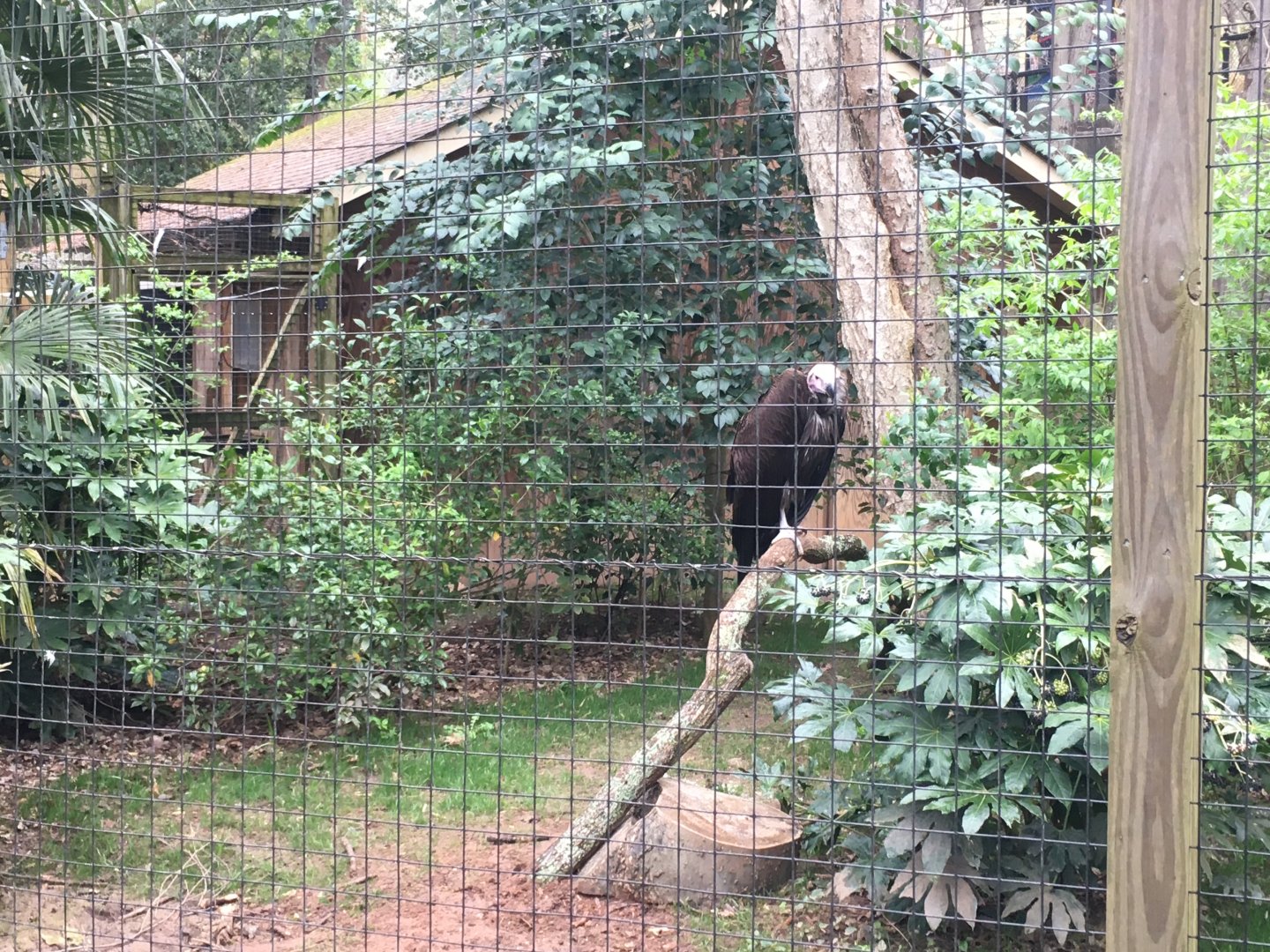 Lappet-faced vulture