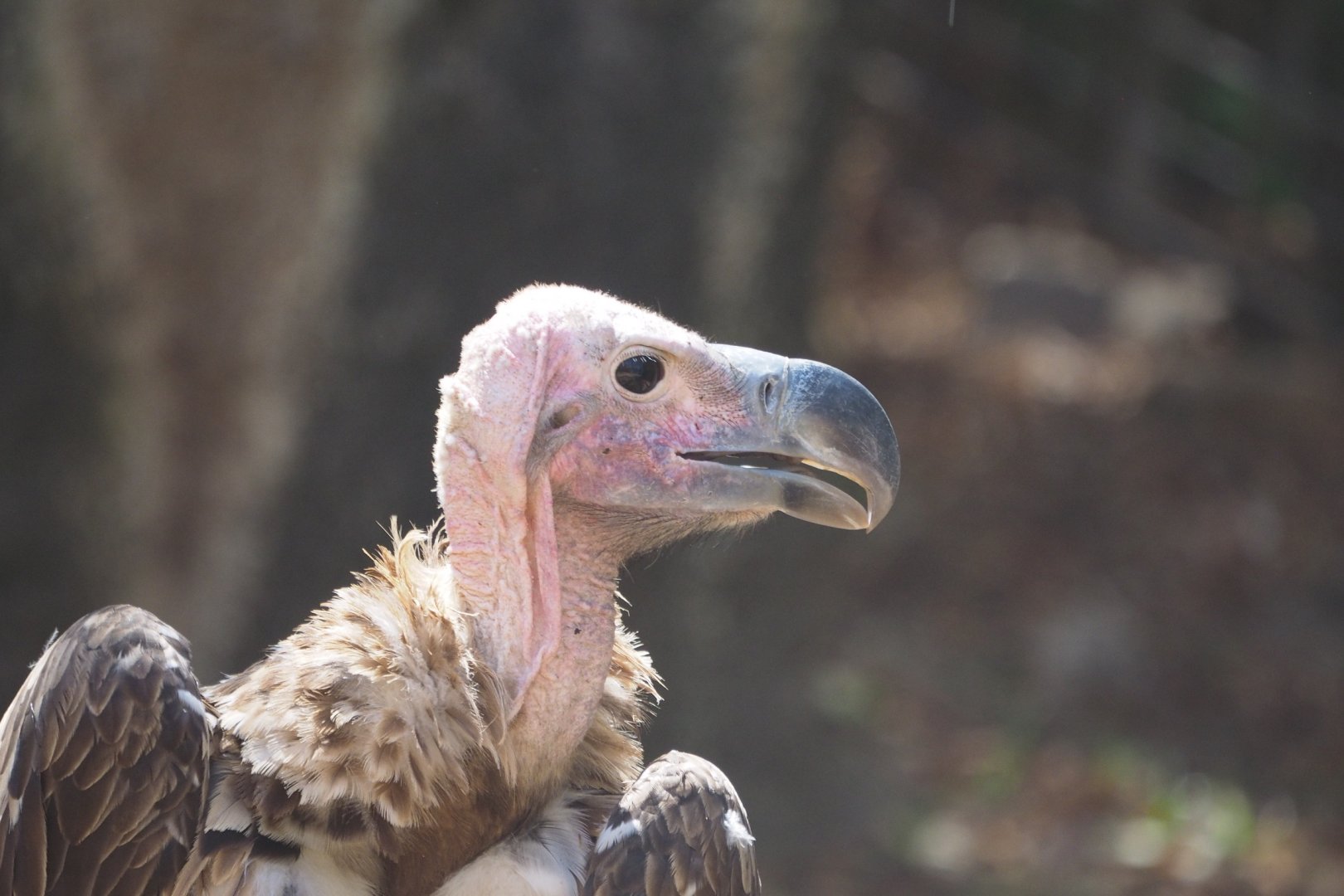 Lappet-faced vulture