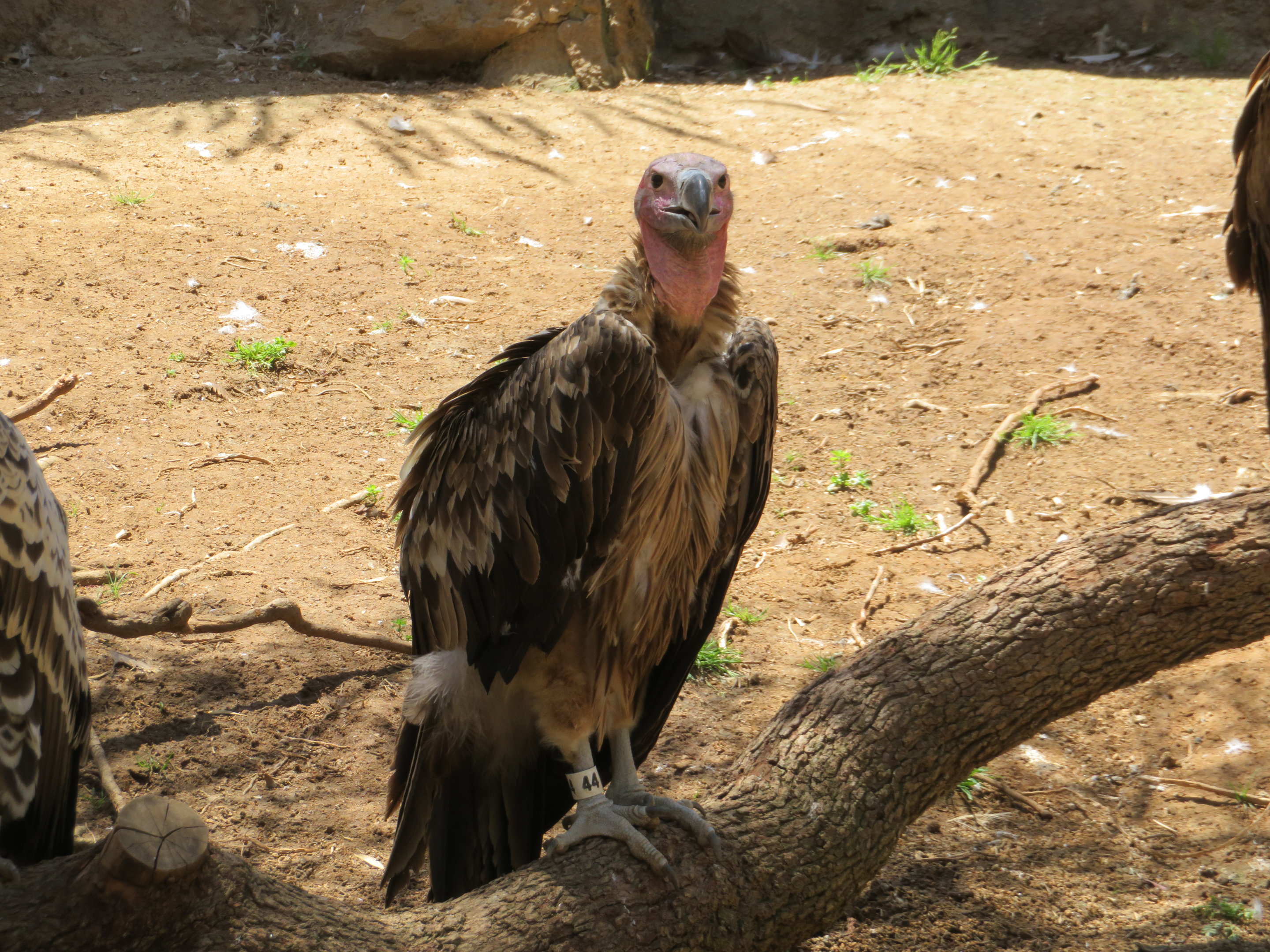 Lappet-faced Vulture