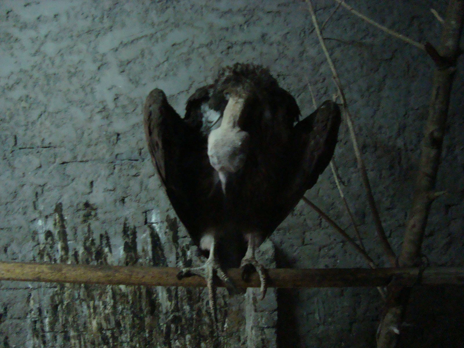 Lappet-faced(?) Vulture