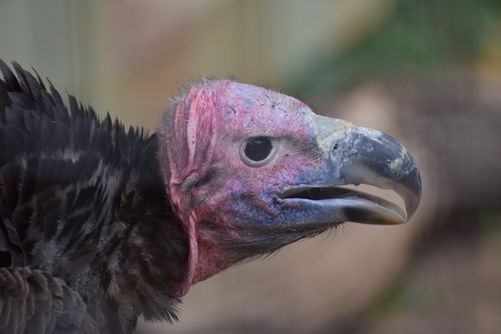 Lappet-faced Vulture