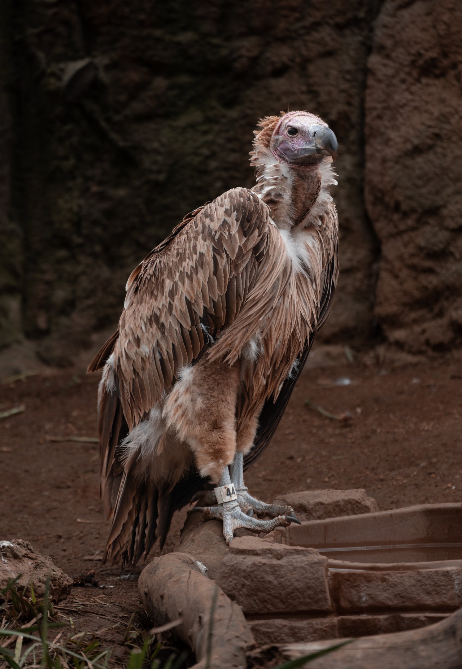 Lappet Faced Vulture