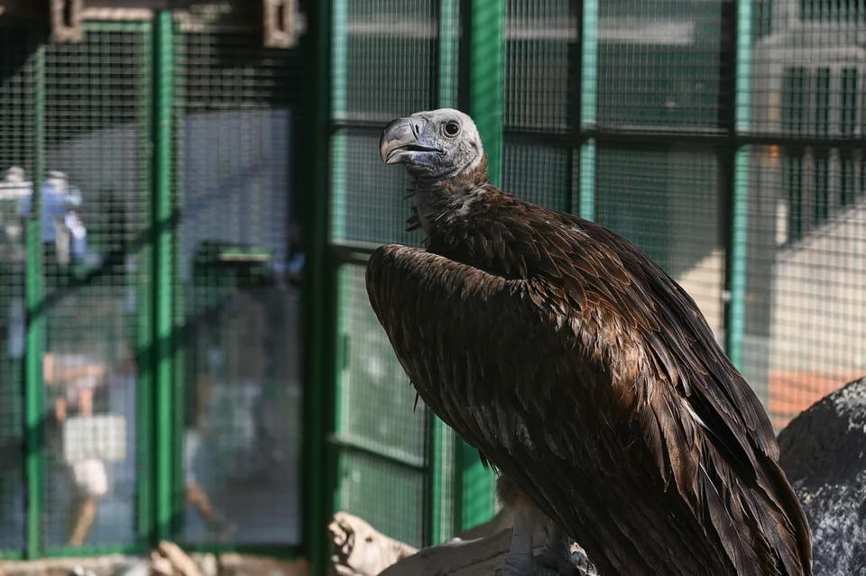 Lappet-faced Vulture