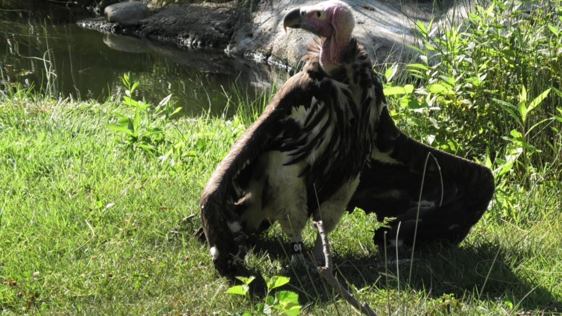 Lappet-faced Vulture