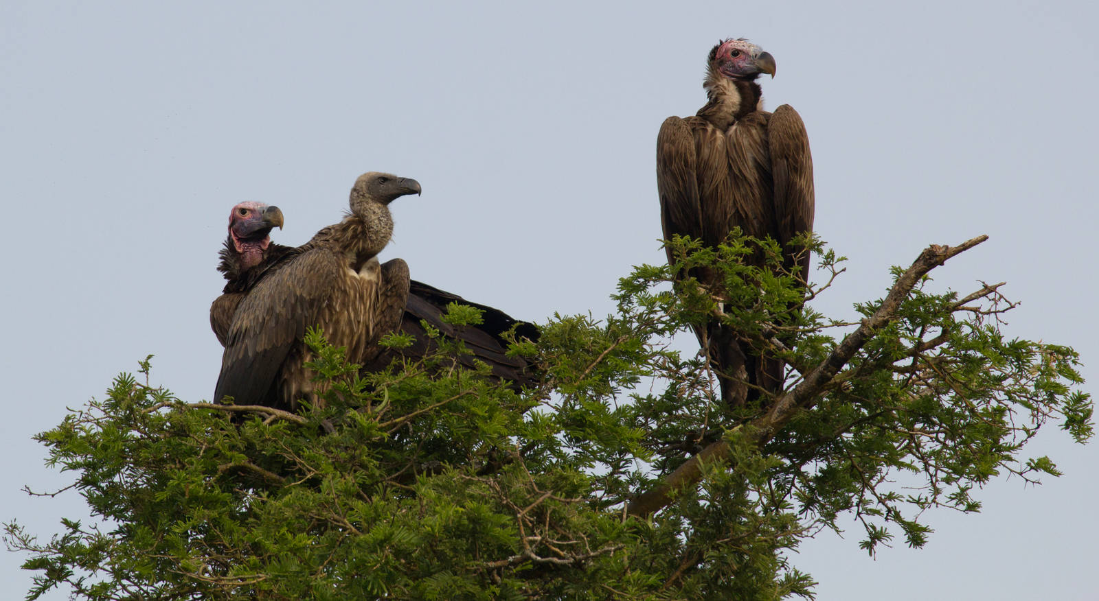 Lappet-faced Vultures and White-backed Vulture
