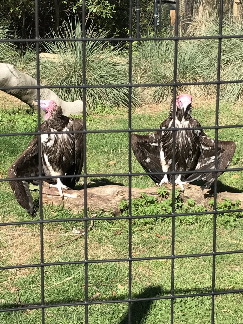Lappet-faced vultures: Anubis & Amanah