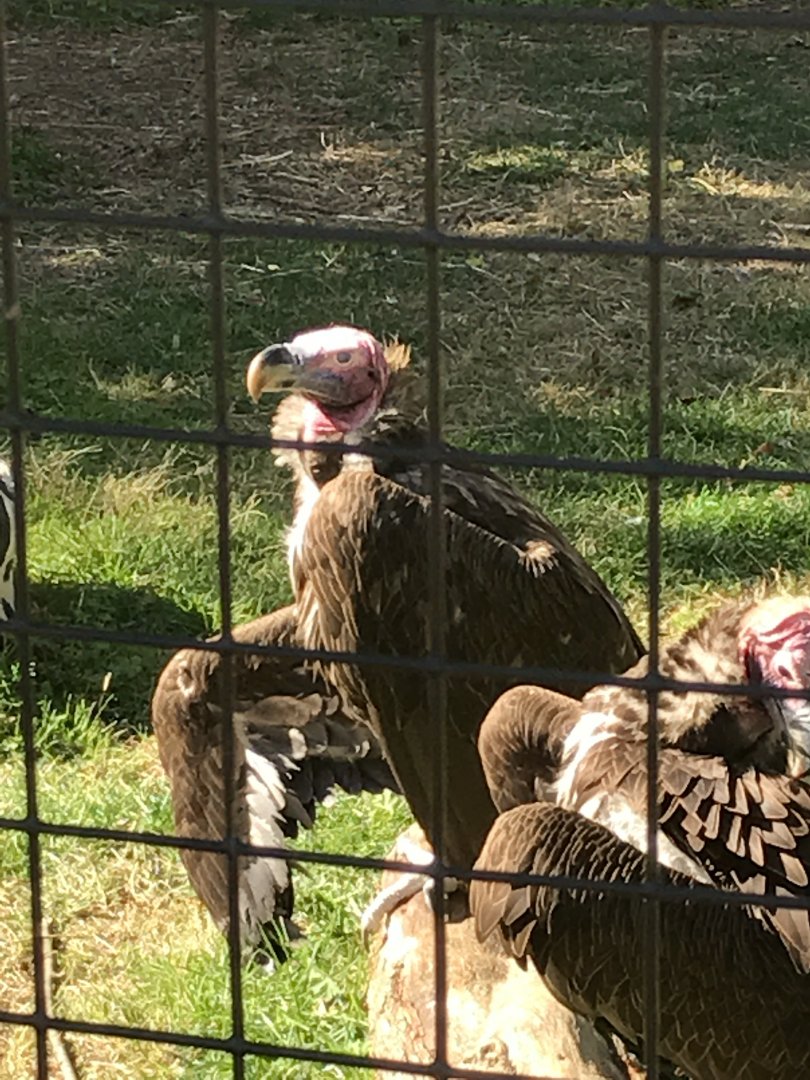 Lappet-faced vultures: Anubis & Amanah