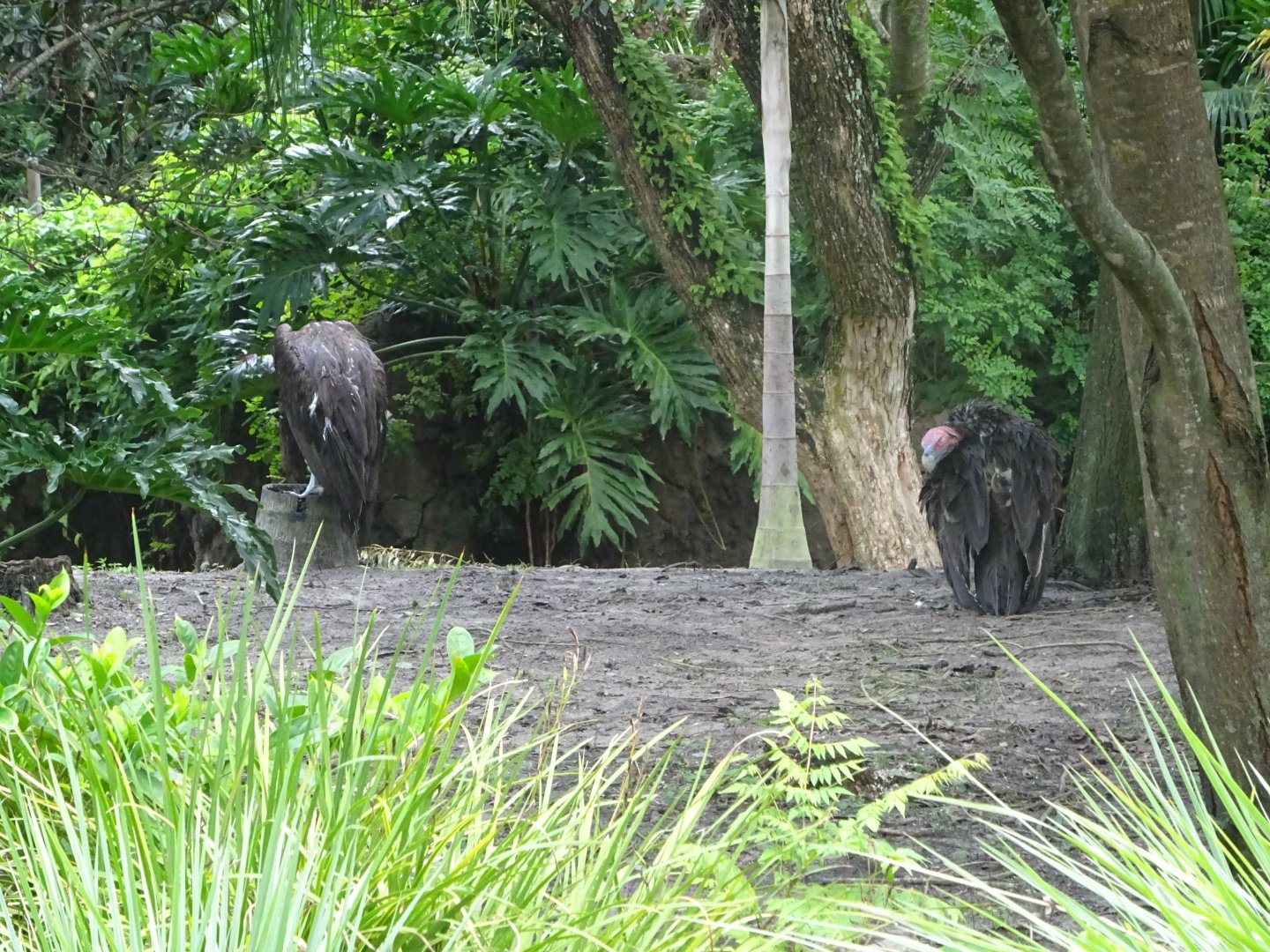 Lappet-faced Vultures at Disney's Animal Kingdom (2014)