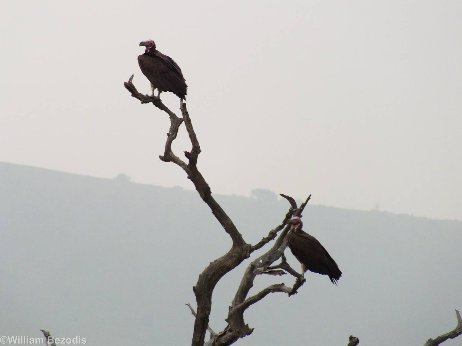 Lappet-faced Vultures - Maasai Mara