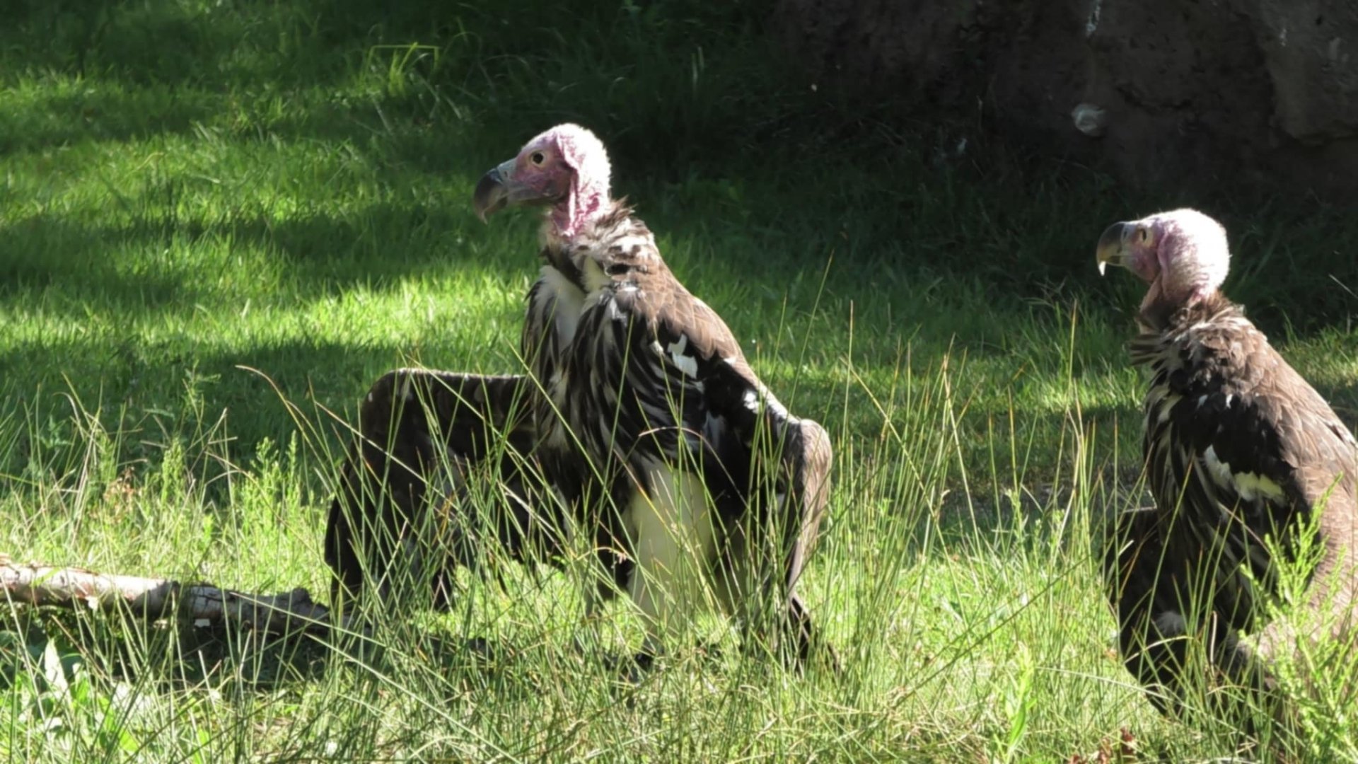 Lappet-faced Vultures sunbathing