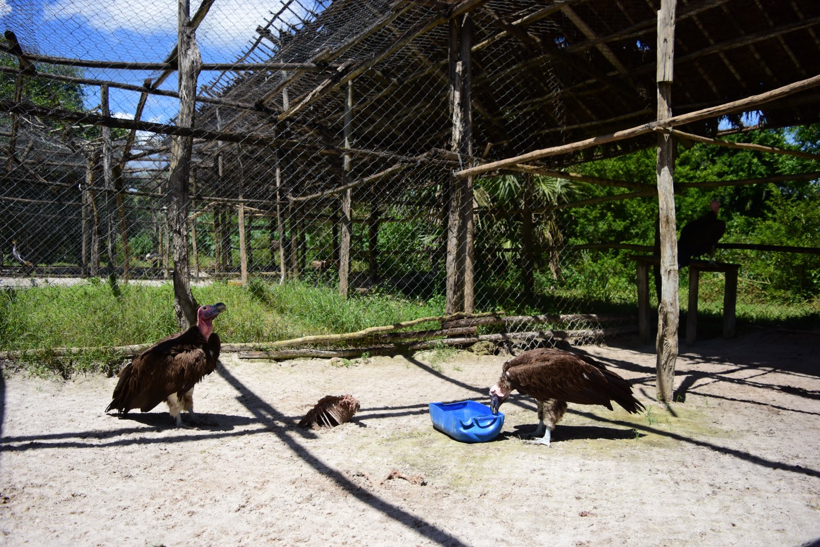 Lappet-faced vultures (Torgos tracheliotos)
