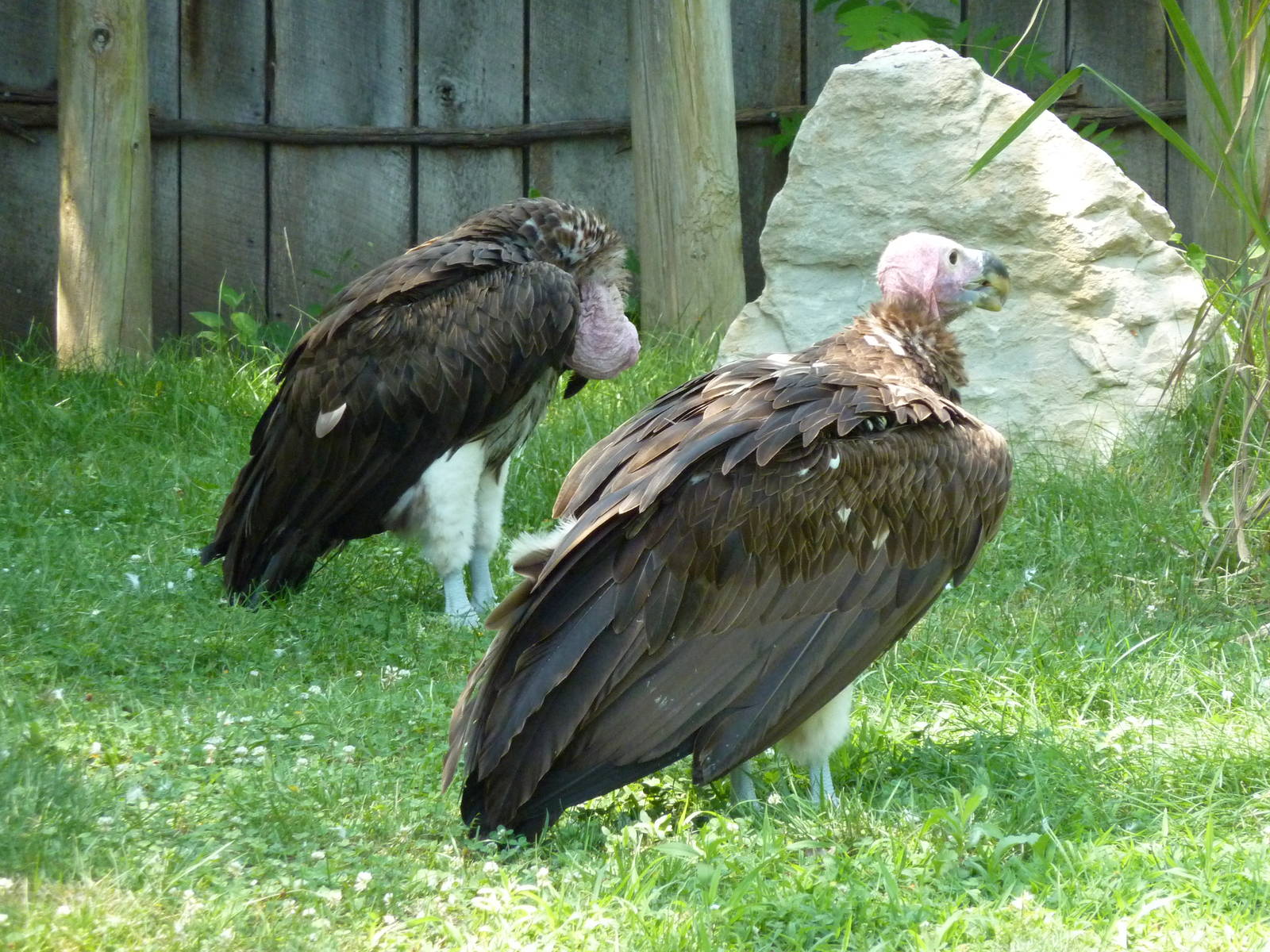 Lappet-Faced Vultures