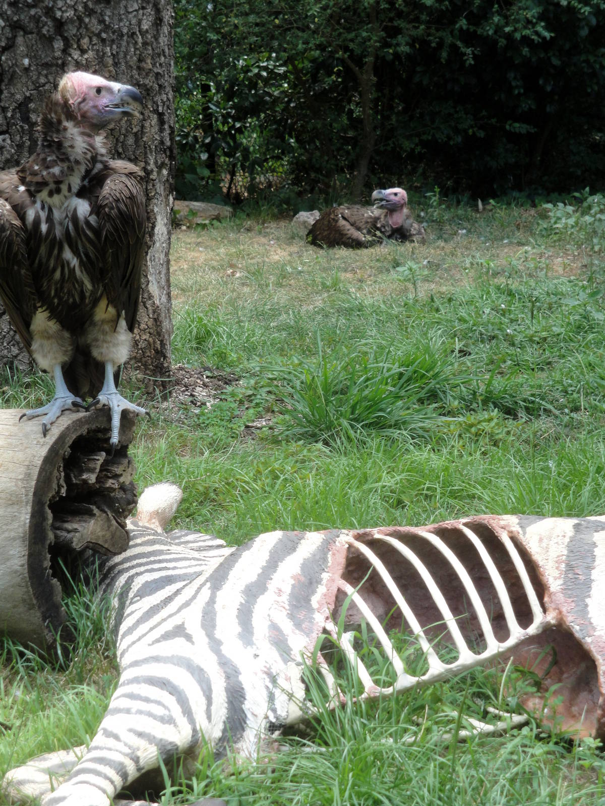 Lappet-faced Vultures
