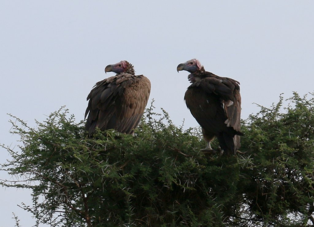 Lappet-faced Vultures