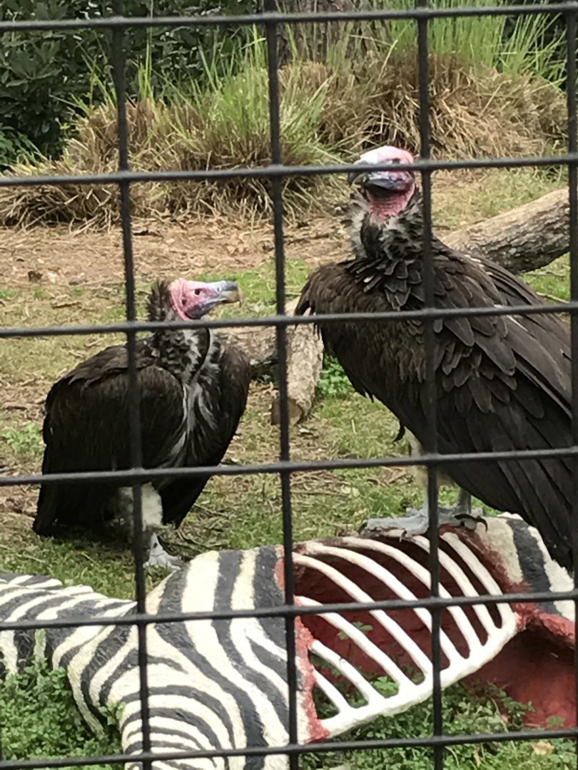 Lappet-faced vultures