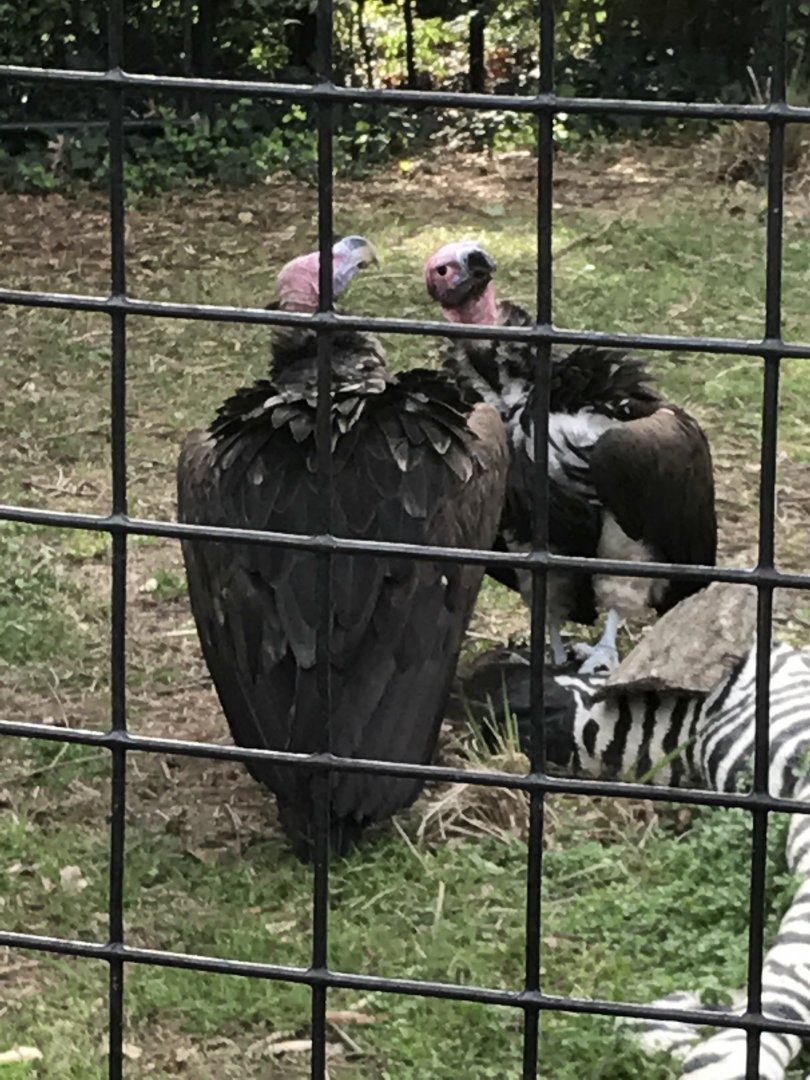 Lappet-faced vultures