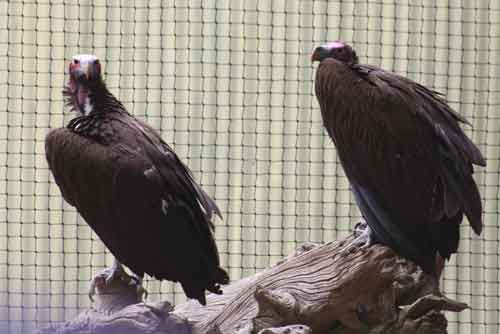 Lappet Faced Vultures