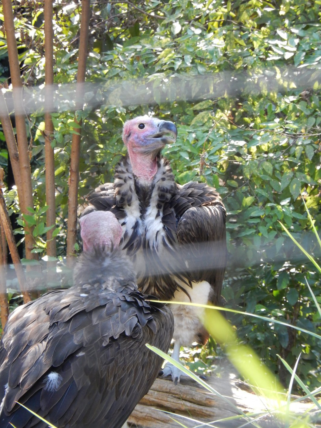 Lappet-Faced Vultures
