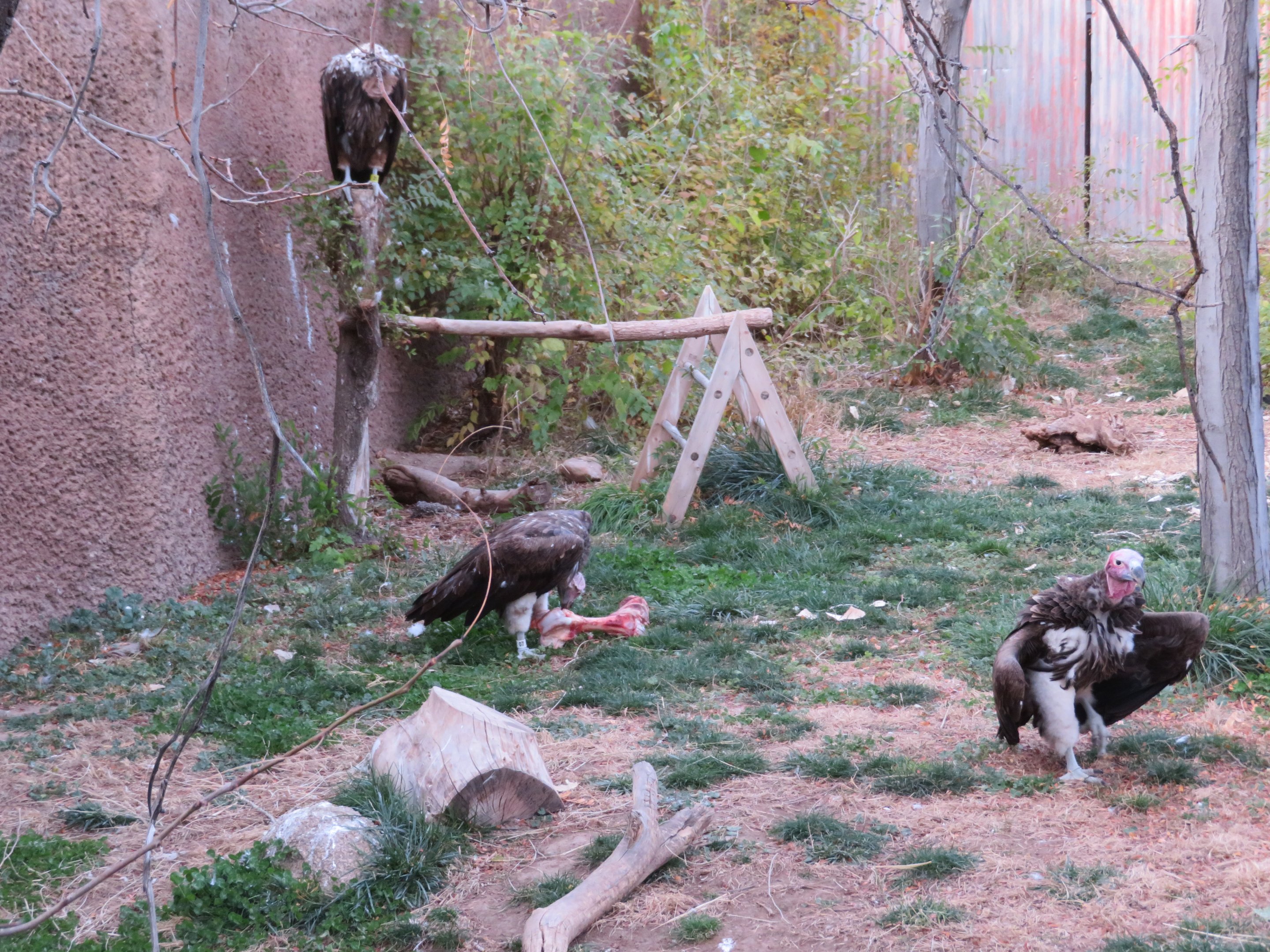 Lappet-faced Vultures