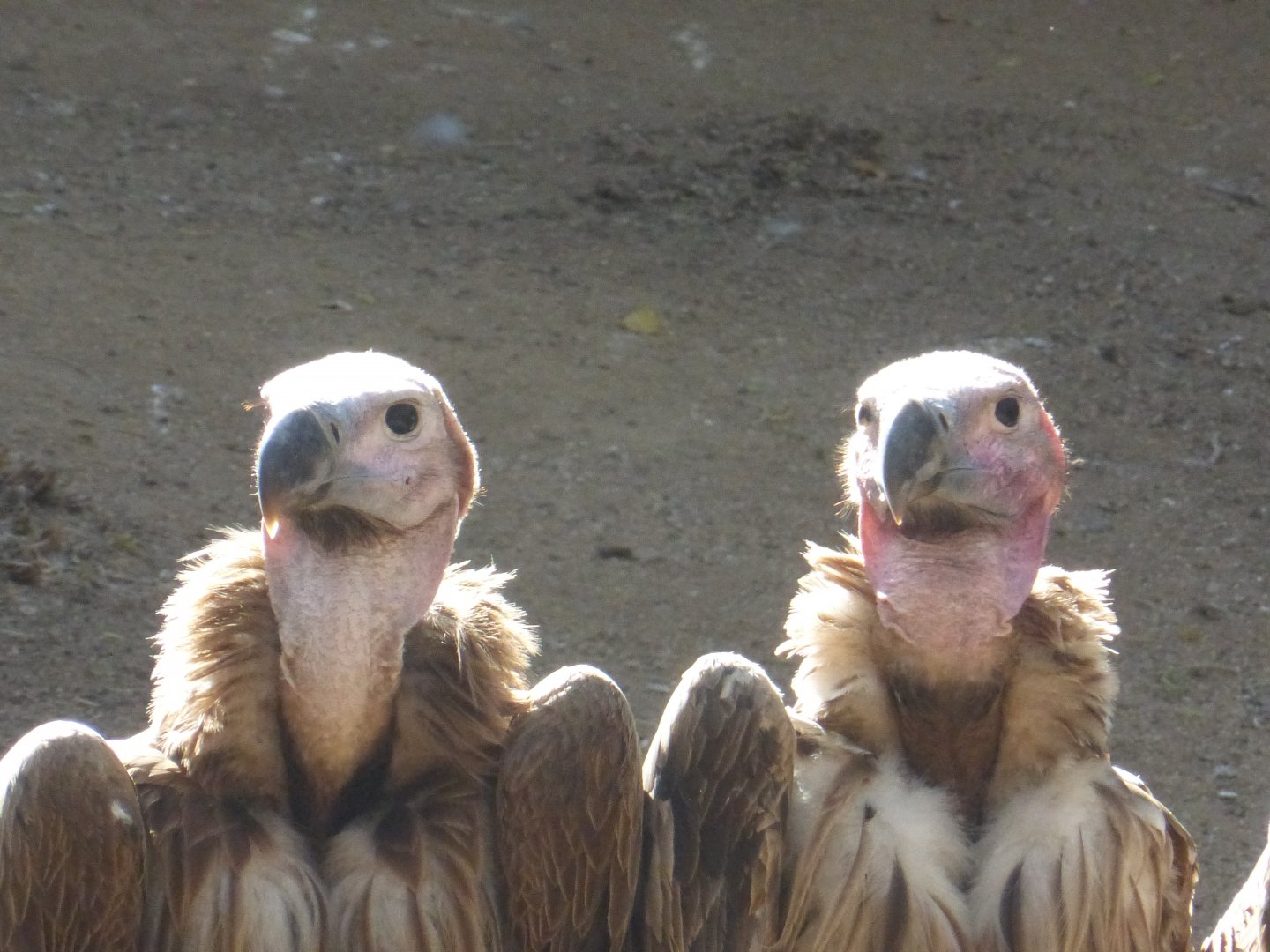Lappet faced vultures
