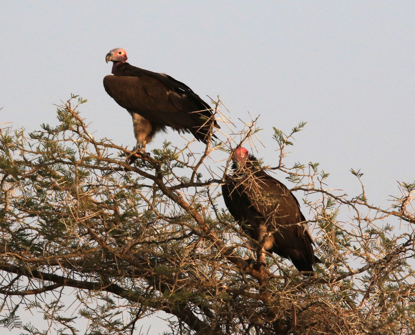 Lappet-faced vultures