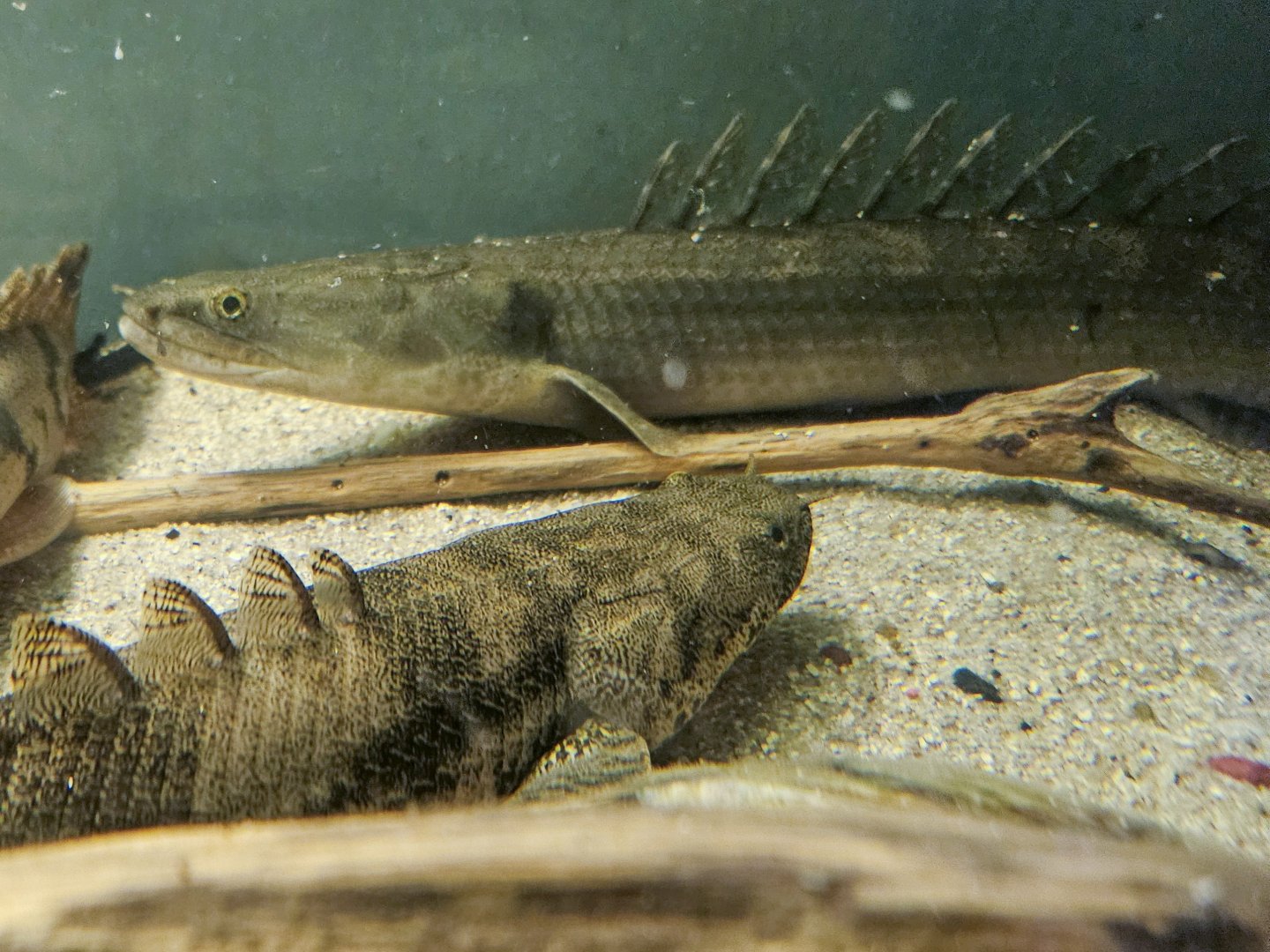 Laprade's Bichir (*Polypterus bichir lapradei) and Saddled Bichir (Polypterus endlicheri)