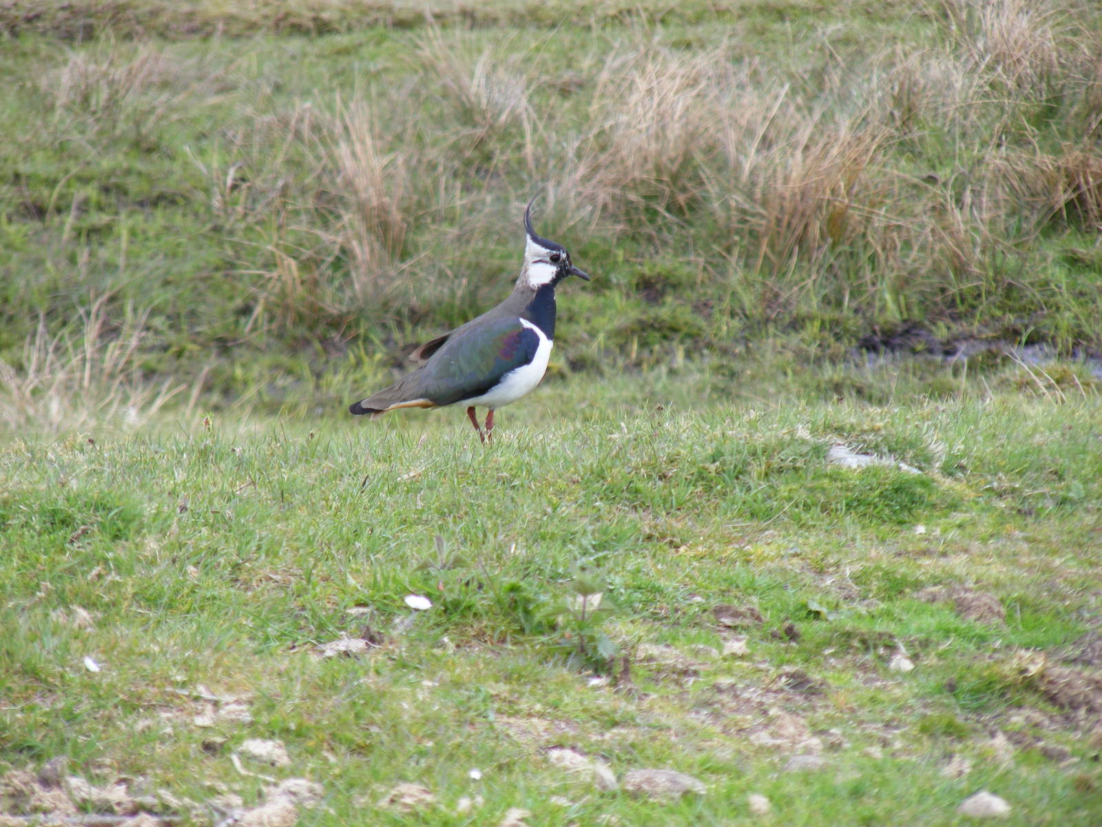 Lapwing at Highland Wildlife Park, 17 May 2010