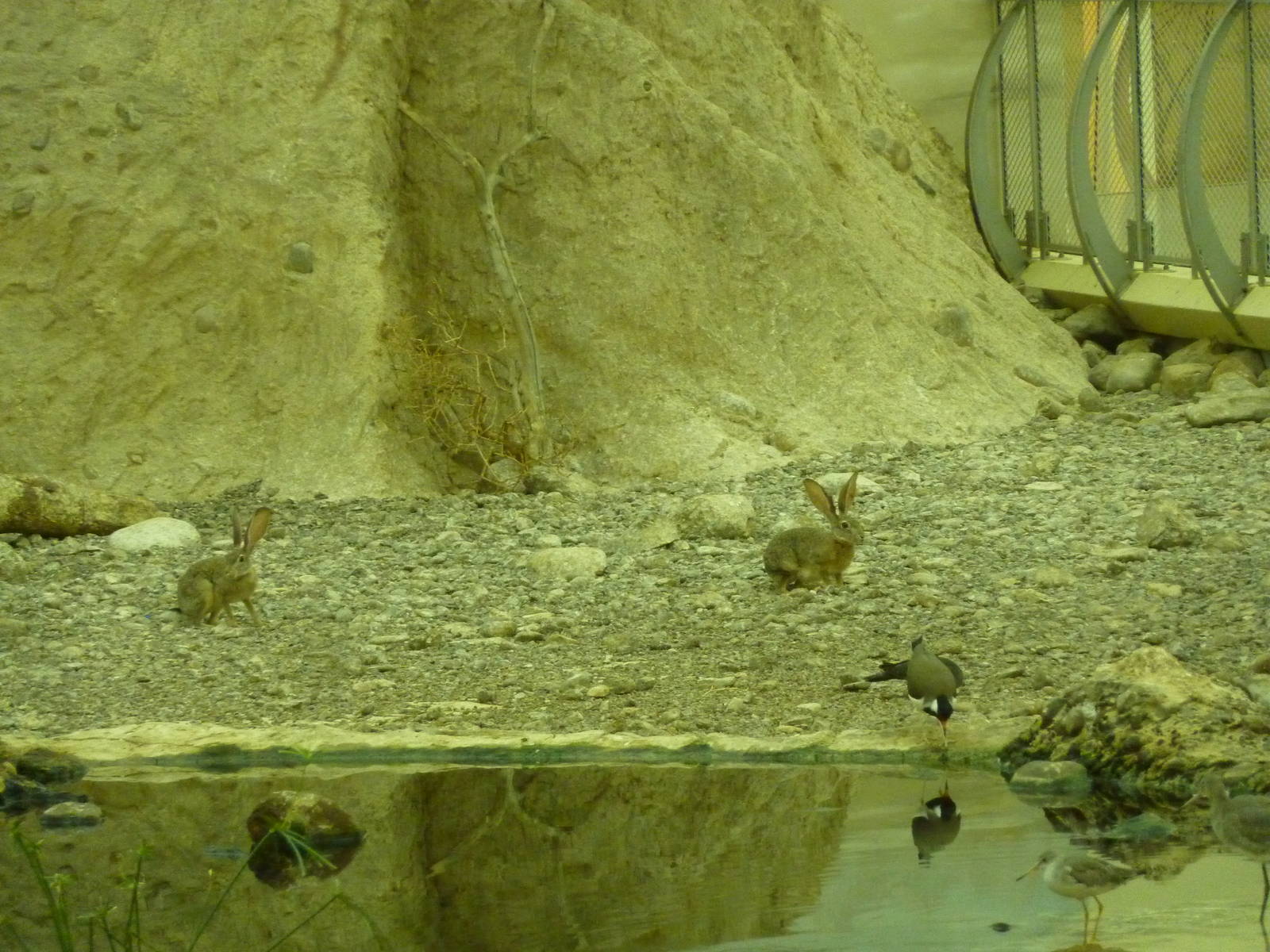 Lapwing & hares, December 2011.