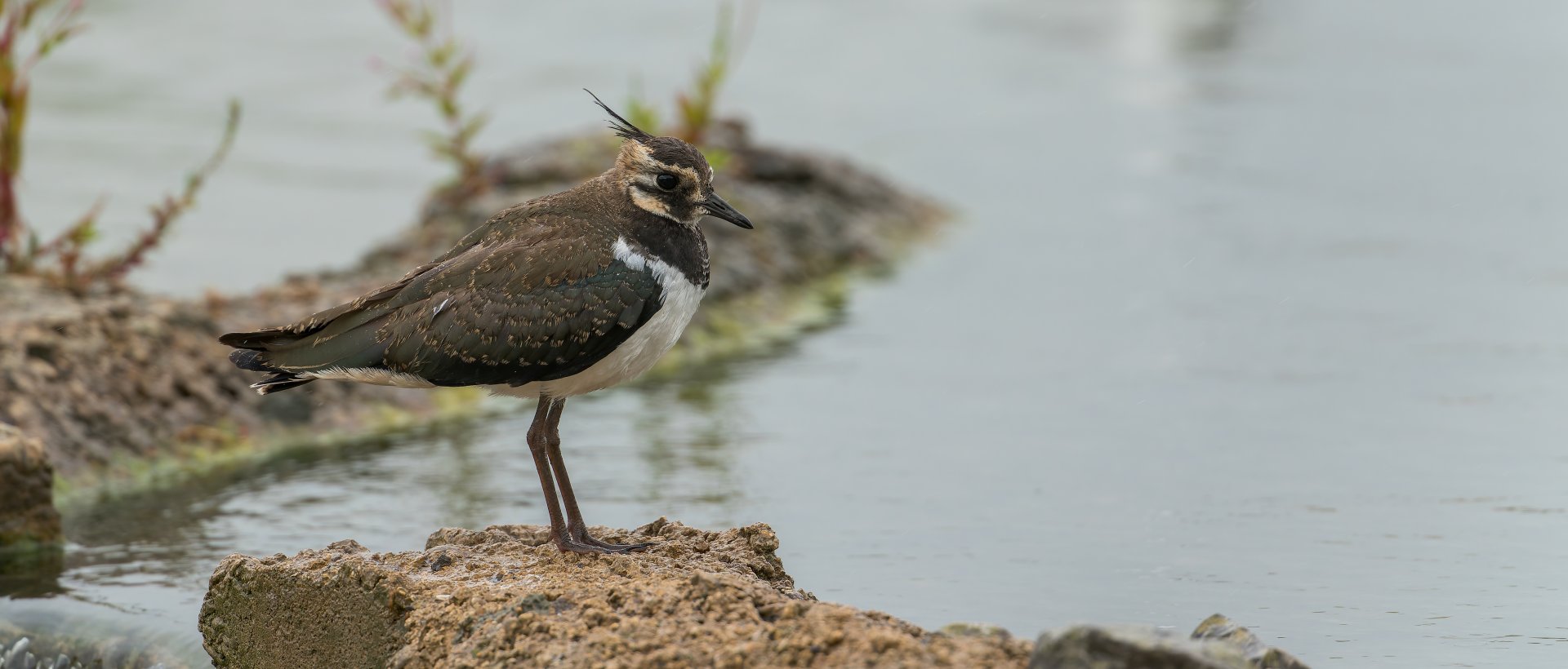 Lapwing Juvenile (wild) UK