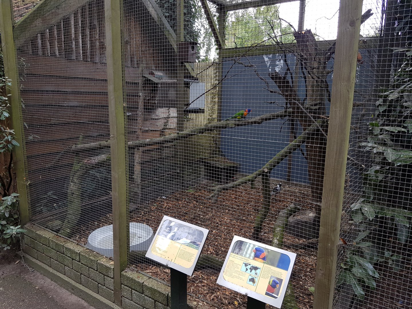 Lapwing - Lorikeet-aviary