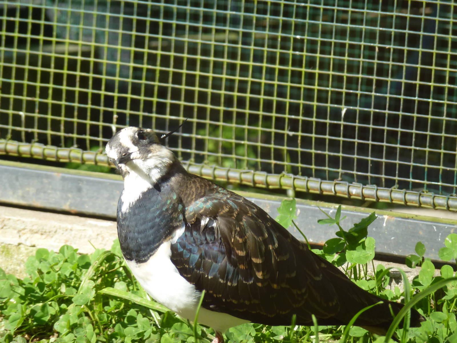 Lapwing, November 2013.