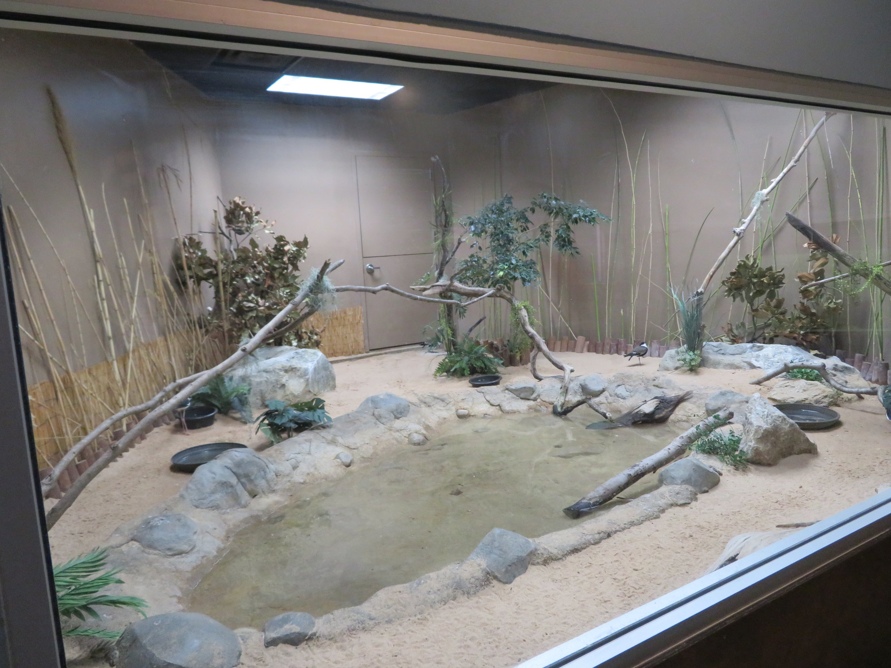 Lapwing/Stilt Exhibit