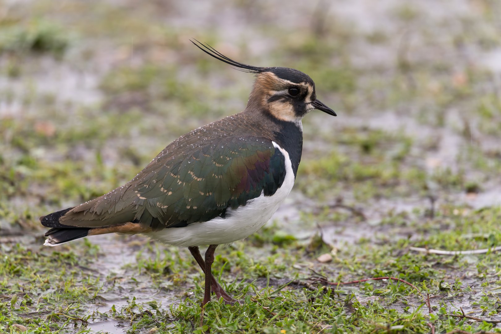 Lapwing (wild), UK