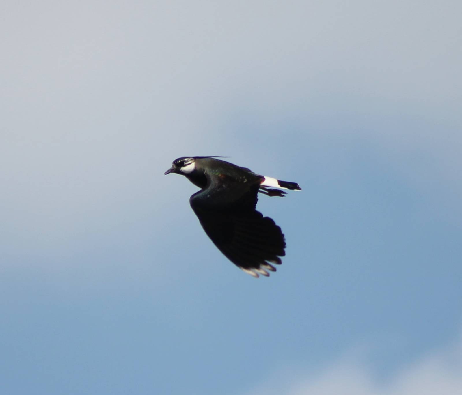 Lapwing