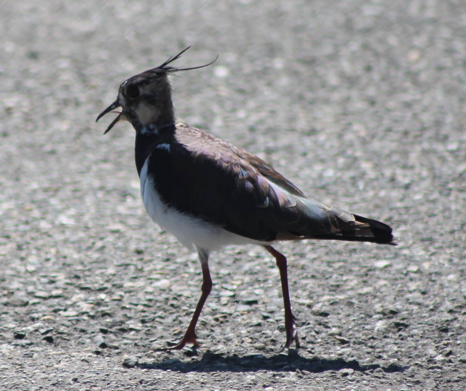 Lapwing