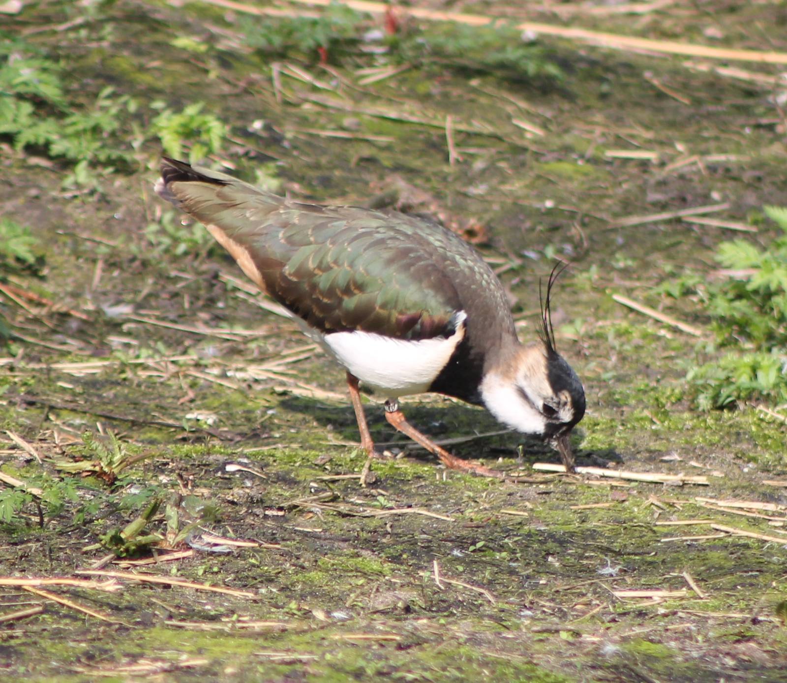 Lapwing