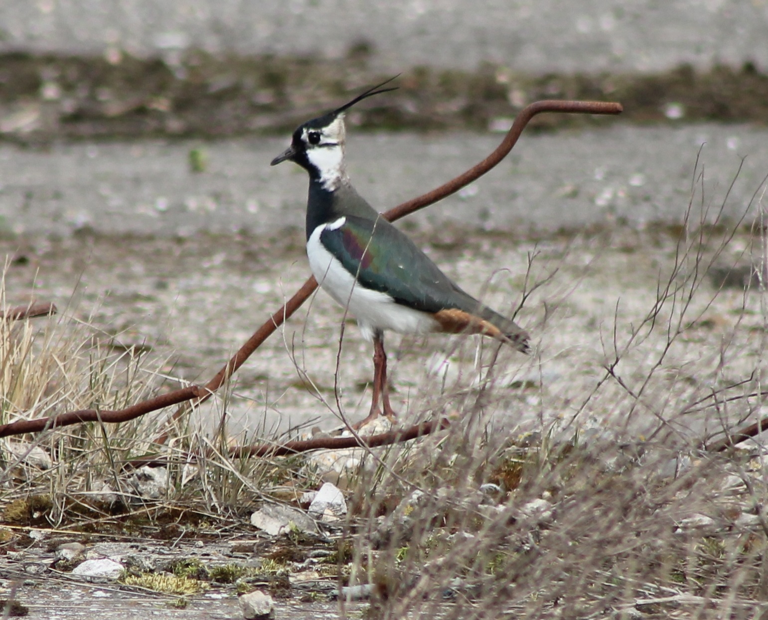 Lapwing