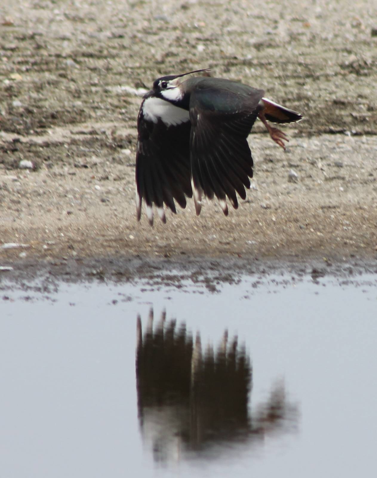 Lapwing