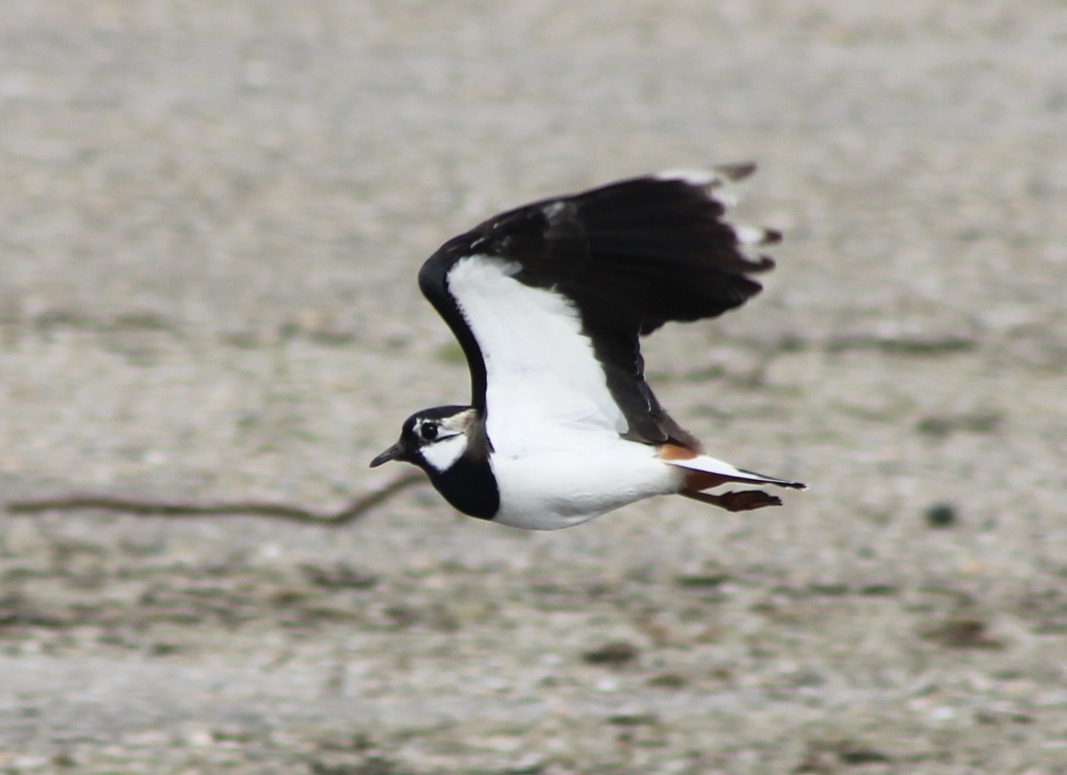 Lapwing