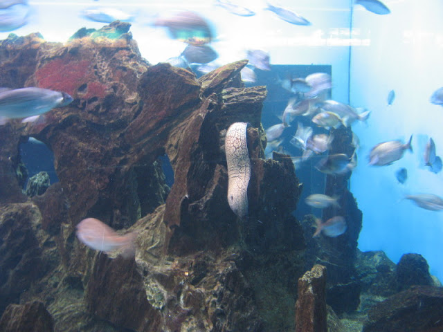 L'Aquàrium Barcelona 21.09.2009