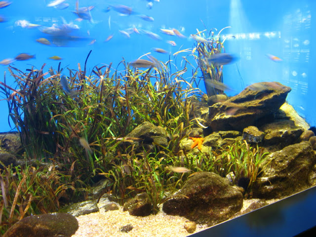 L'Aquàrium Barcelona 21.09.2009