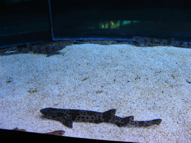 L'Aquàrium Barcelona 21.09.2009