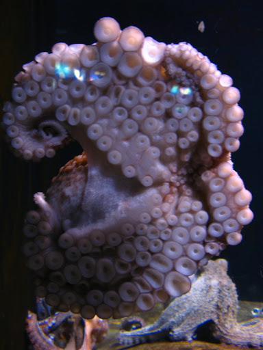 L'Aquàrium Barcelona 21.09.2009